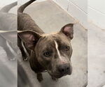 Small American Pit Bull Terrier Mix