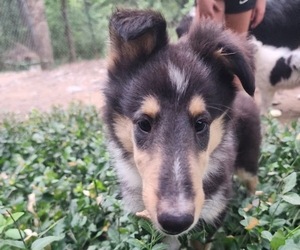 Collie Puppy for sale in NEVADA, MO, USA