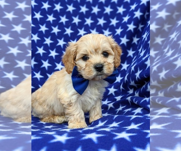 Medium Photo #5 Cavachon Puppy For Sale in AIRVILLE, PA, USA
