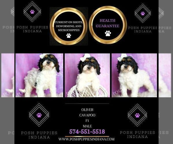 Medium Photo #33 Cavapoo (Miniature) Puppy For Sale in WARSAW, IN, USA