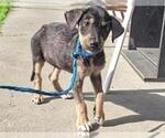 Small #1 German Shepherd Dog Mix
