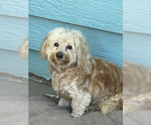 Doodle Dogs for adoption in San Diego , CA, USA