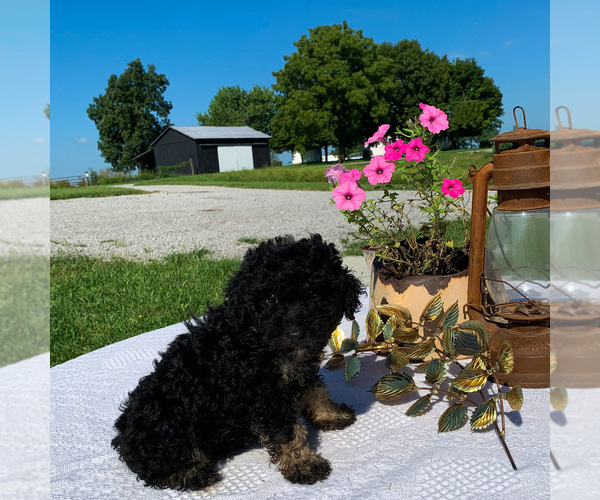 Medium Photo #1 Poodle (Miniature) Puppy For Sale in SPARTA, KY, USA