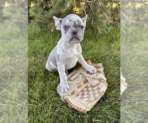 French Bulldog Puppy for Sale in MIDDLEBURY, Indiana USA