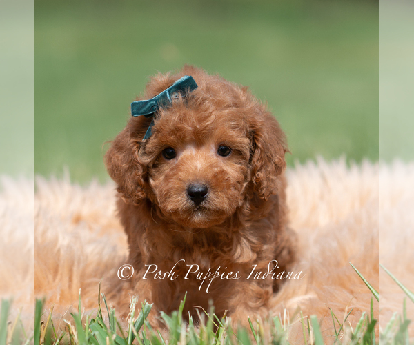 Medium Photo #27 Maltipoo (Miniature) Puppy For Sale in WARSAW, IN, USA