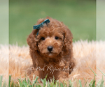 Small Photo #27 Maltipoo (Miniature) Puppy For Sale in WARSAW, IN, USA