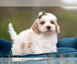 Small #2 Maltipoo (Miniature)