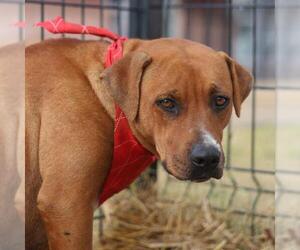 American Staffordshire Terrier-Unknown Mix Dogs for adoption in San Antonio, TX, USA