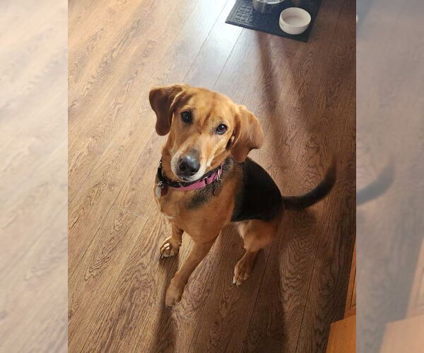 Medium Photo #21 Mutt Puppy For Sale in Oakhurst, NJ, USA