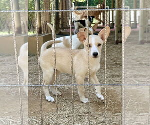 Feist Terrier-Unknown Mix Dogs for adoption in Eastman, GA, USA