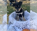 Puppy 6 Rottweiler-Sharberian Husky Mix