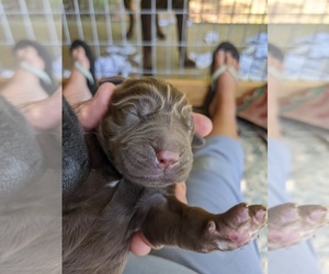 Labrador Retriever Puppy for sale in SAINT AUGUSTINE, FL, USA