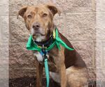 Small #13 Labrador Retriever Mix