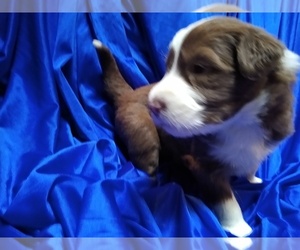 Bearded Collie Puppy for sale in RACINE, WI, USA