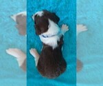 Small Photo #3 English Springer Spaniel Puppy For Sale in OCEAN ISLE BEACH, NC, USA