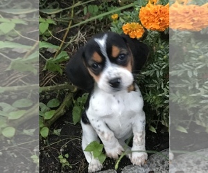 Beagle Puppy for sale in BAYSIDE, NY, USA