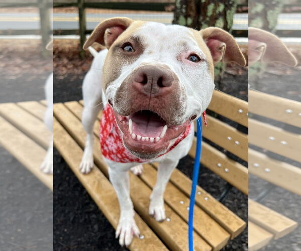 Medium Photo #14 American Staffordshire Terrier-Unknown Mix Puppy For Sale in Rockaway, NJ, USA