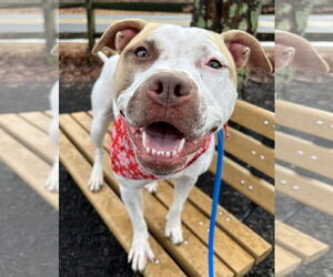 Sandy NJ - Female American Staffordshire Terrier-Unknown Mix Dog for Adoption - Photo #14