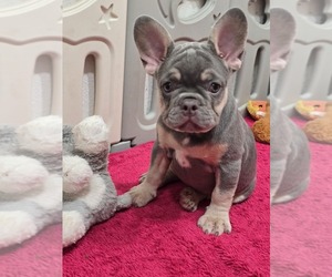 French Bulldog Puppy for sale in NORTH PORT, FL, USA