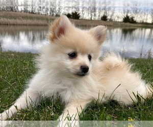 Pomeranian Puppy for sale in DOWNING, MO, USA