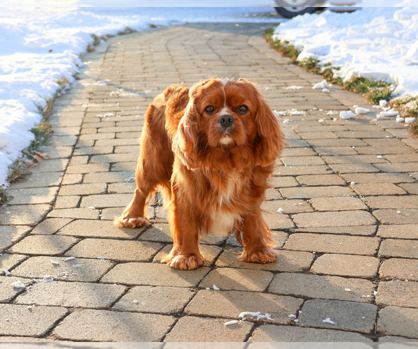 Medium Photo #1 Cavalier King Charles Spaniel Puppy For Sale in SYRACUSE, IN, USA