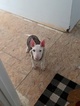 Small Photo #120 Bull Terrier Puppy For Sale in JACKSON, MI, USA