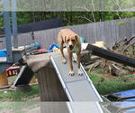 Small Photo #18 Labrador Retriever-Unknown Mix Puppy For Sale in Sebec, ME, USA