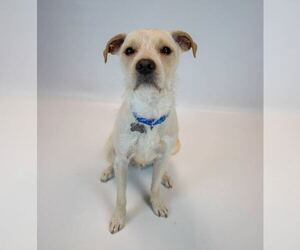 Butters - Male Mutt Dog for Adoption - Photo #6