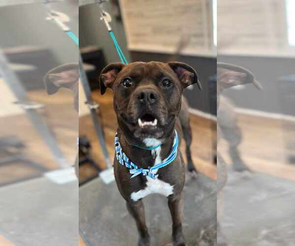 Medium Photo #8 Bullboxer Pit Puppy For Sale in Calhoun, GA, USA
