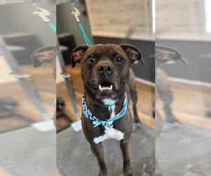 Kage - Male Bullboxer Pit Dog for Adoption - Photo #8
