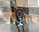 Small #7 Bullboxer Pit