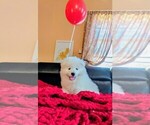Puppy Apollo Samoyed