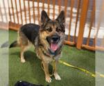 Small Gerberian Shepsky