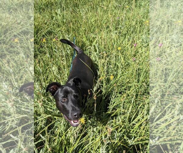 Medium Photo #2 German Shepherd Dog-Unknown Mix Puppy For Sale in Incline Village, NV, USA