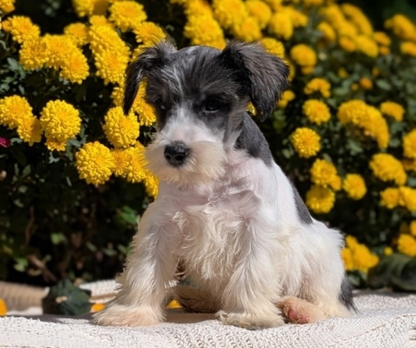 Medium Photo #42 Schnauzer (Miniature) Puppy For Sale in GOSHEN, IN, USA