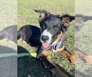 Binx - Female Australian Shepherd-Unknown Mix Dog for Adoption - Photo #2