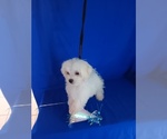Small Photo #1 Maltese Puppy For Sale in LAS VEGAS, NV, USA