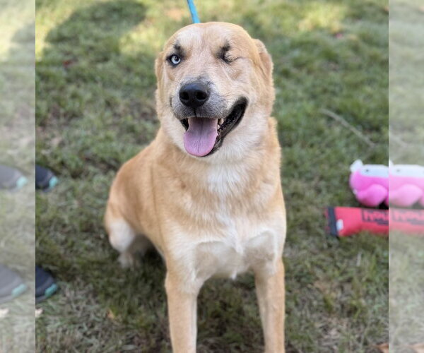 Medium Photo #3 Labrador Retriever Puppy For Sale in Yardley, PA, USA