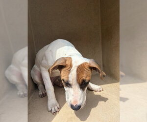 Mutt Dogs for adoption in Oklahoma City, OK, USA