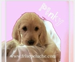 Puppy Pinky Poodle (Standard)-Spinone Italiano Mix