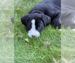 Small #1 Labrador Retriever-Staffordshire Bull Terrier Mix