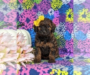Miniature Bernedoodle Puppy for sale in KIRKWOOD, PA, USA