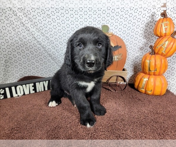 Medium Photo #2 Golden Mountain Dog Puppy For Sale in BLACK FOREST, CO, USA