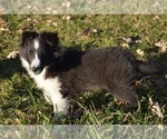 Small Photo #2 Shetland Sheepdog Puppy For Sale in PRINCETON, MN, USA