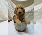 Small Photo #1 Goldendoodle Puppy For Sale in PERRYSVILLE, OH, USA