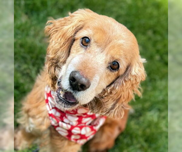 Medium Photo #4 Cocker Spaniel Puppy For Sale in Arlington, VA, USA