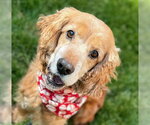 Small #3 Cocker Spaniel