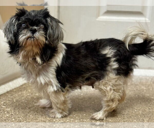 Medium Photo #1 Shih Tzu Puppy For Sale in Great Bend, KS, USA