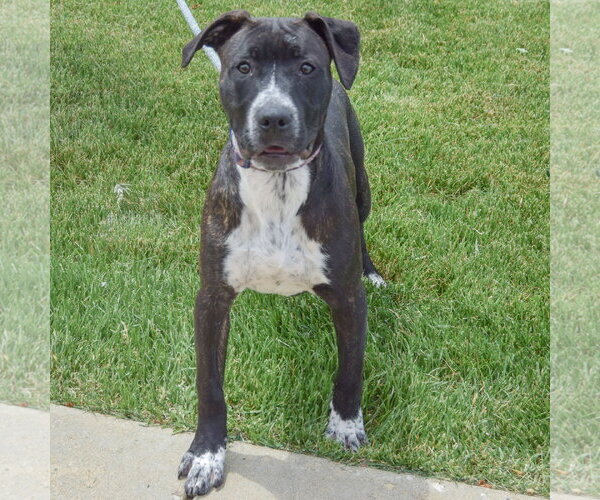Medium Photo #4 American Staffordshire Terrier-Boxer Mix Puppy For Sale in Huntley, IL, USA