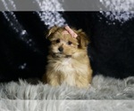 Small #8 Morkie